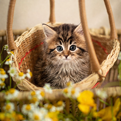 �����̾��о�_120260826170607.png