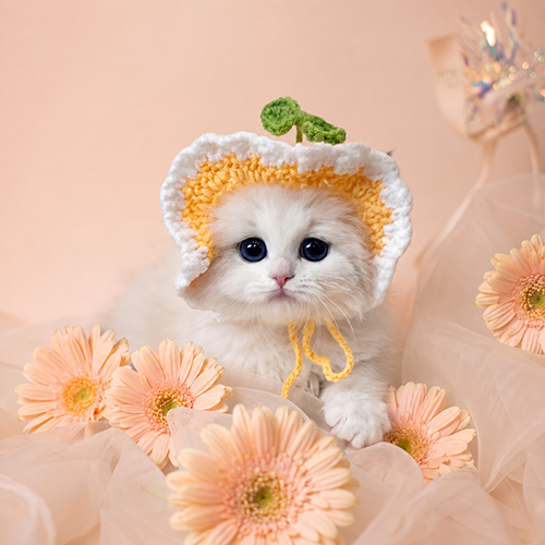 �����̾��о�_120260907160444.png