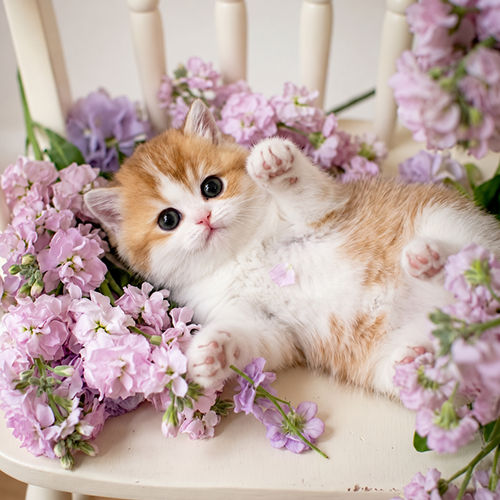�����̾��о�_120260909095240.png
